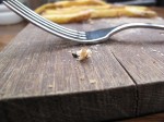 IMG_3130 Macro Testing